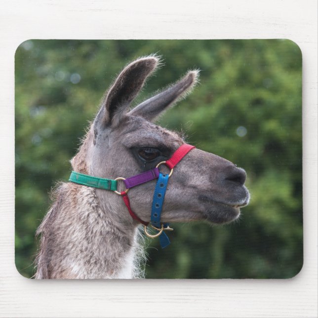 Llama superiority musmatta (Framsidan)