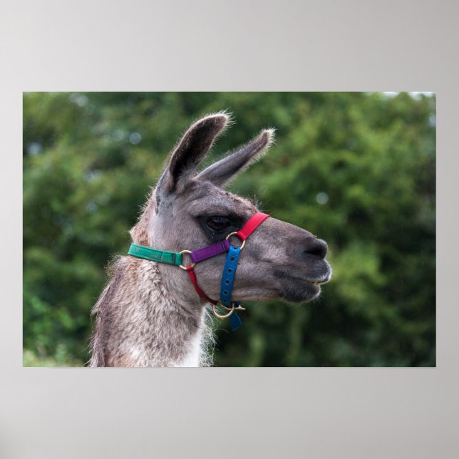 Llama Superiority Poster (Framsidan)