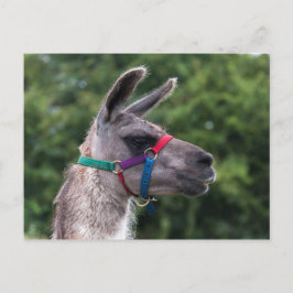 Llama Superiority Vykort