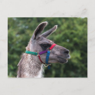 Llama Superiority Vykort