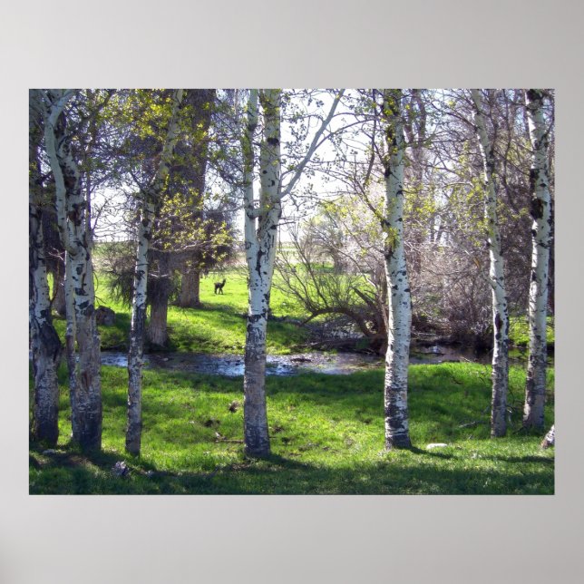 Llama through Träd Poster (Framsidan)