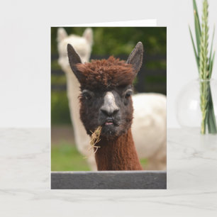 Llama - tomt hälsning-kort kort