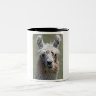 Llama!!! Två-Tonad Mugg