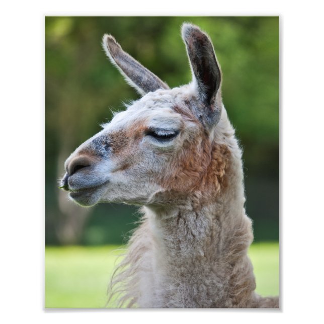 Llama-utskrift Fototryck (Framsidan)