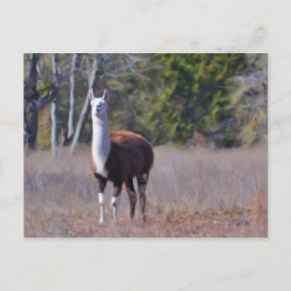Llama Vykort