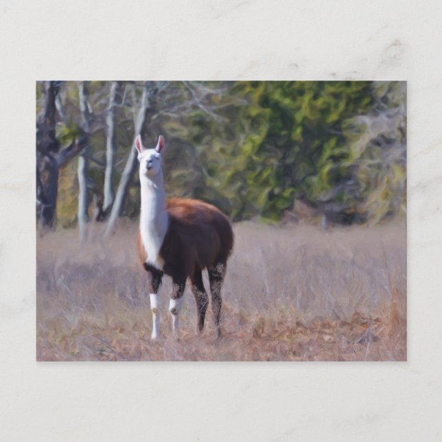 Llama Vykort (Framsida)