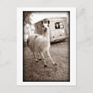 Llama Vykort