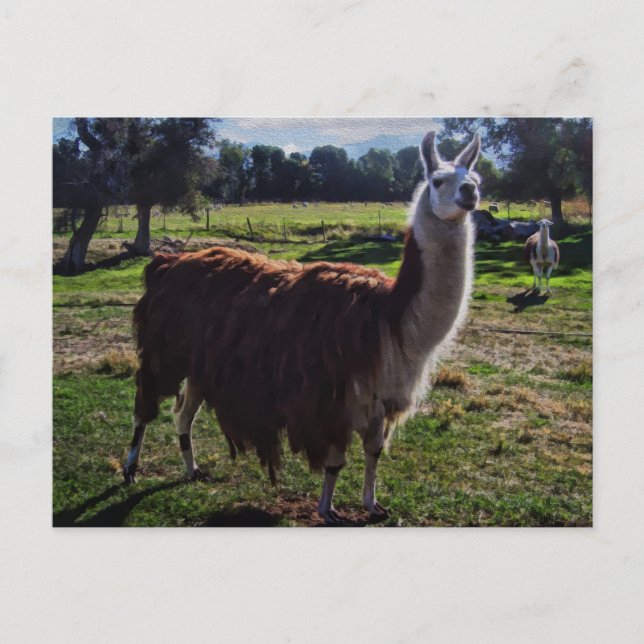 Llama Vykort (Framsida)