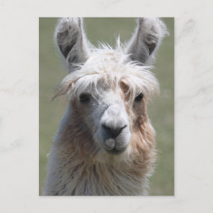 Llama Vykort