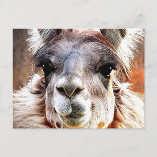 Llama Vykort