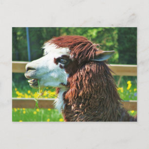 Llama - vykort