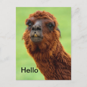 Llama-vykort - Tillfällen Vykort