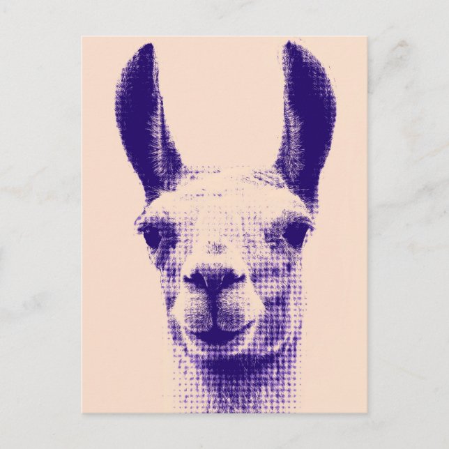 Llama-vykort Vykort (Framsida)