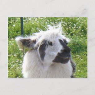 Llama-vykort Vykort