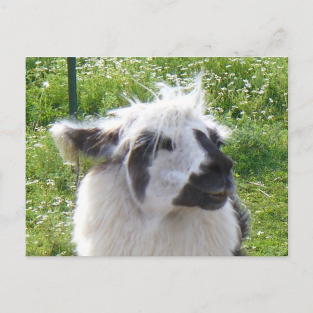 Llama-vykort Vykort (Framsida)