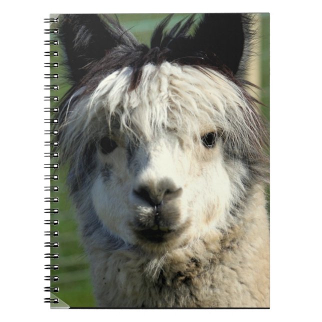 Llamaansikteanteckningsbok Anteckningsbok (Framsidan)