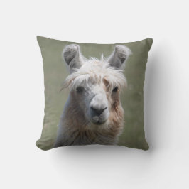 Llamaen kudder kudde