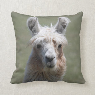 Llamaen kudder kudde