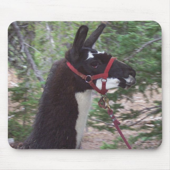 Llamamammor Musmatta (Framsidan)