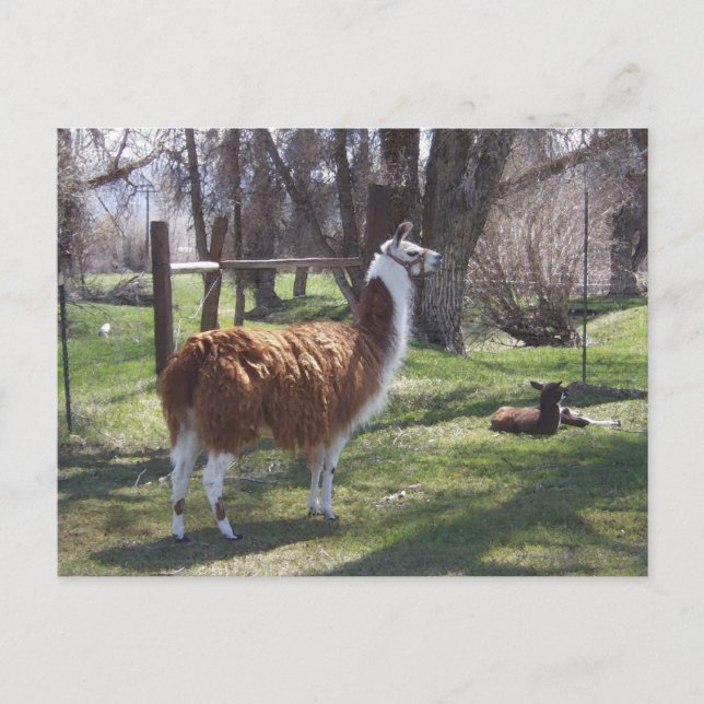 Llamamammor och babyLama Vykort (Framsida)