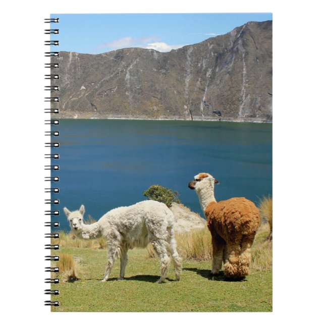 Llamas Anteckningsbok (Framsidan)
