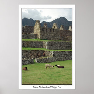Llamas av Machu Picchu Peru Poster