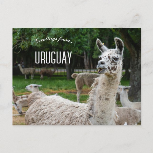 Llamas i Uruguay Vykort (Framsida)