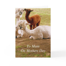 Llamas med den babyCria mors dag