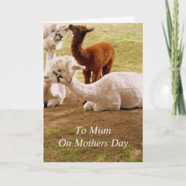 Llamas med den babyCria mors dag Kort