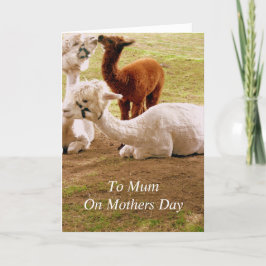 Llamas med den babyCria mors dag Kort