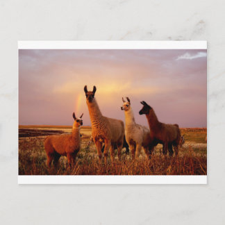 Llamas med regnbåge himlar vykort