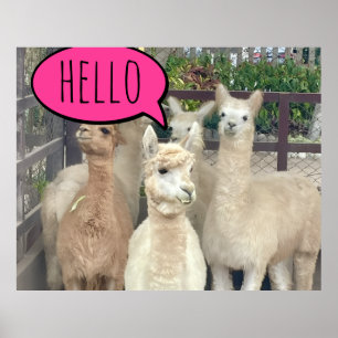 Llamas på poster