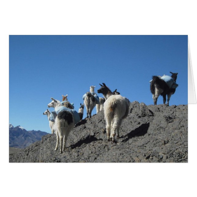 Llamas Pack Herd Bolivia Andes Mountain Note Card OBS Kort (Framsidan Horizontal)