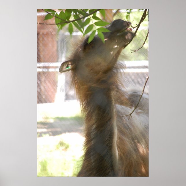 Llamas Poster (Framsidan)