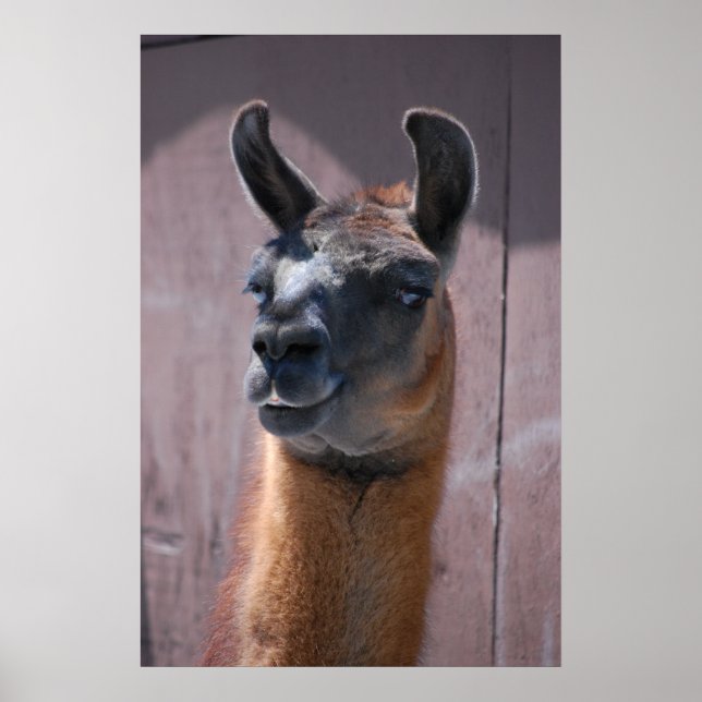 Llamas Poster (Framsidan)