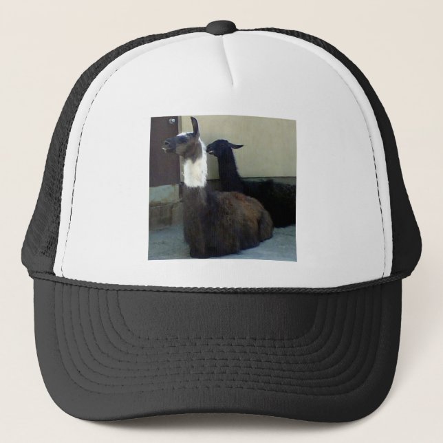 Llamas som zoombild truckerkeps (Framsida)