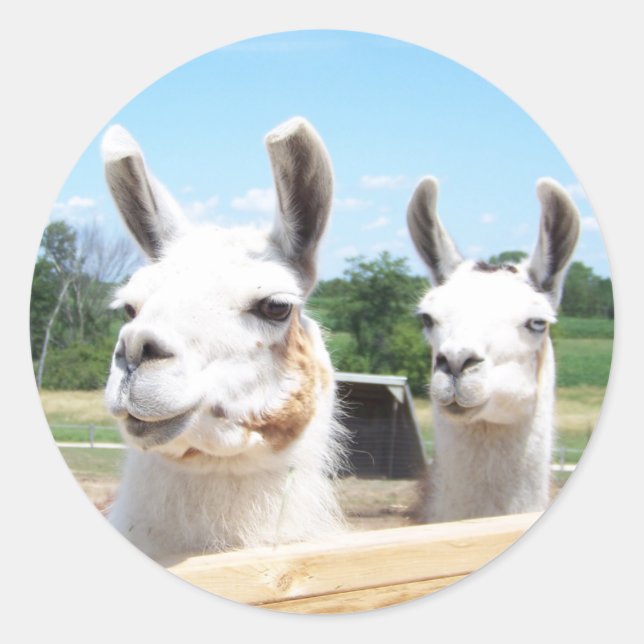 Llamas Sticker Runt Klistermärke (Framsida)