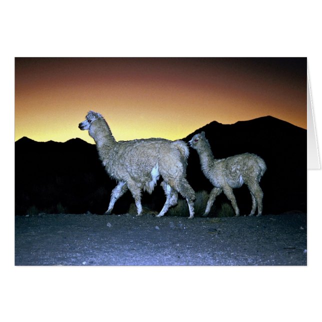 Llamas vid solnedgång hälsningskort (Framsidan Horizontal)