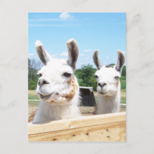 Llamas vykort