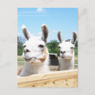 Llamas vykort
