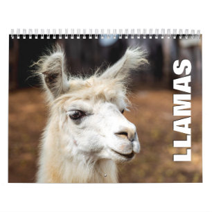 Llamas Wall Calendar Kalender