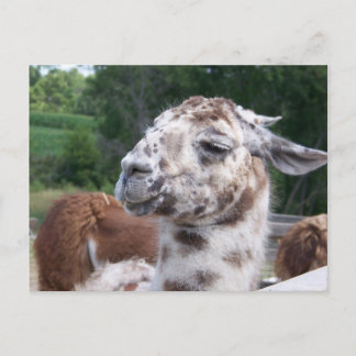 Llamavykort Vykort