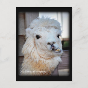 Llamavykort Vykort