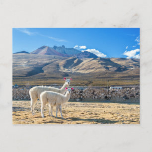Llamitas en el Salar de Uyuni, Bolivia. Vykort