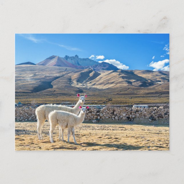 Llamitas en el Salar de Uyuni, Bolivia. Vykort (Framsida)