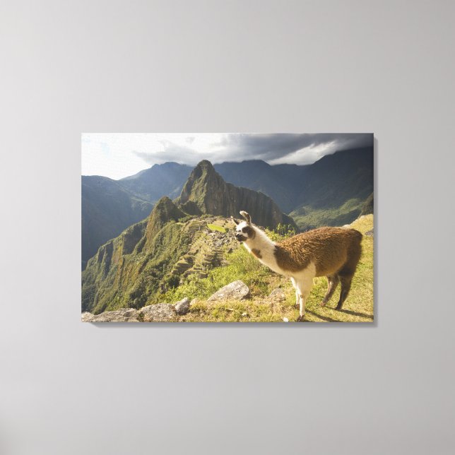Llamor och utsikt över Machu Picchu, Canvastryck (Framsida)