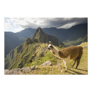 Llamor och utsikt över Machu Picchu, Fototryck