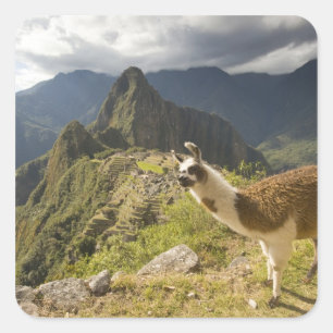 Llamor och utsikt över Machu Picchu, Fyrkantigt Klistermärke