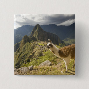 Llamor och utsikt över Machu Picchu, Knapp