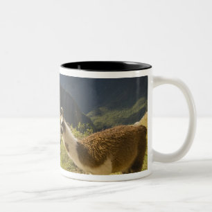 Llamor och utsikt över Machu Picchu, Två-Tonad Mugg
